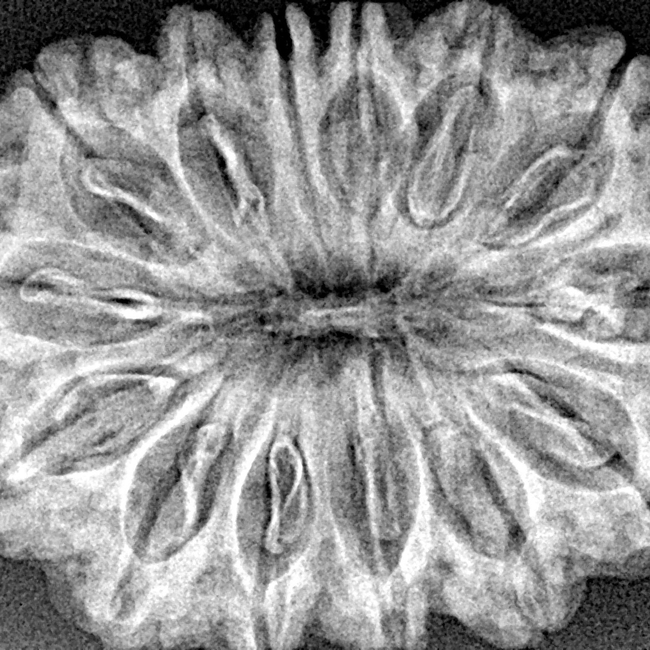 14 Mukhi Rudraksha 33.8mm 6.15gm - Xray