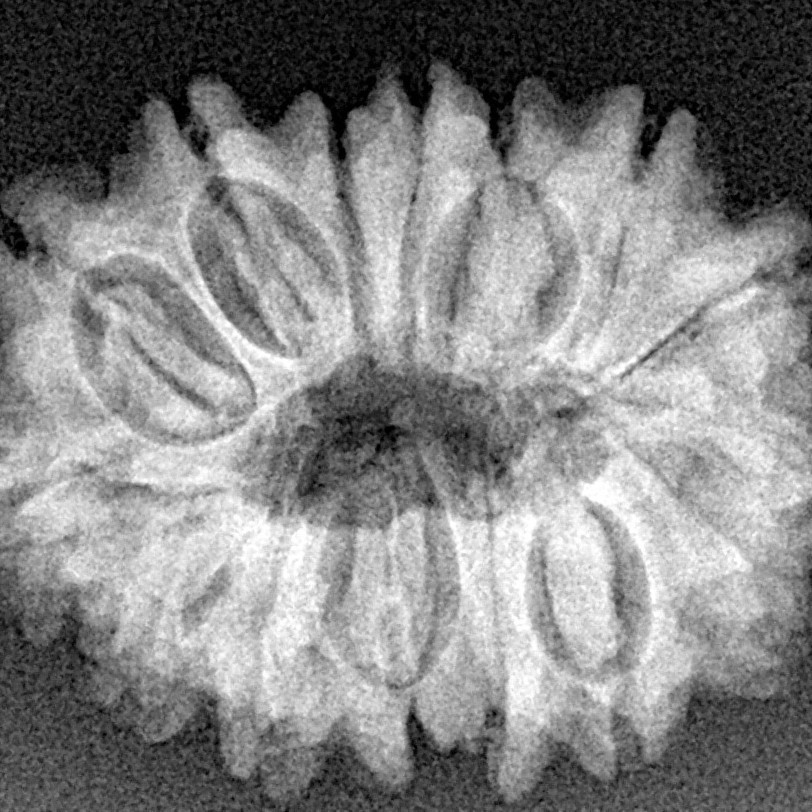 15 Mukhi Rudraksha 25.9mm 4gm - Xray