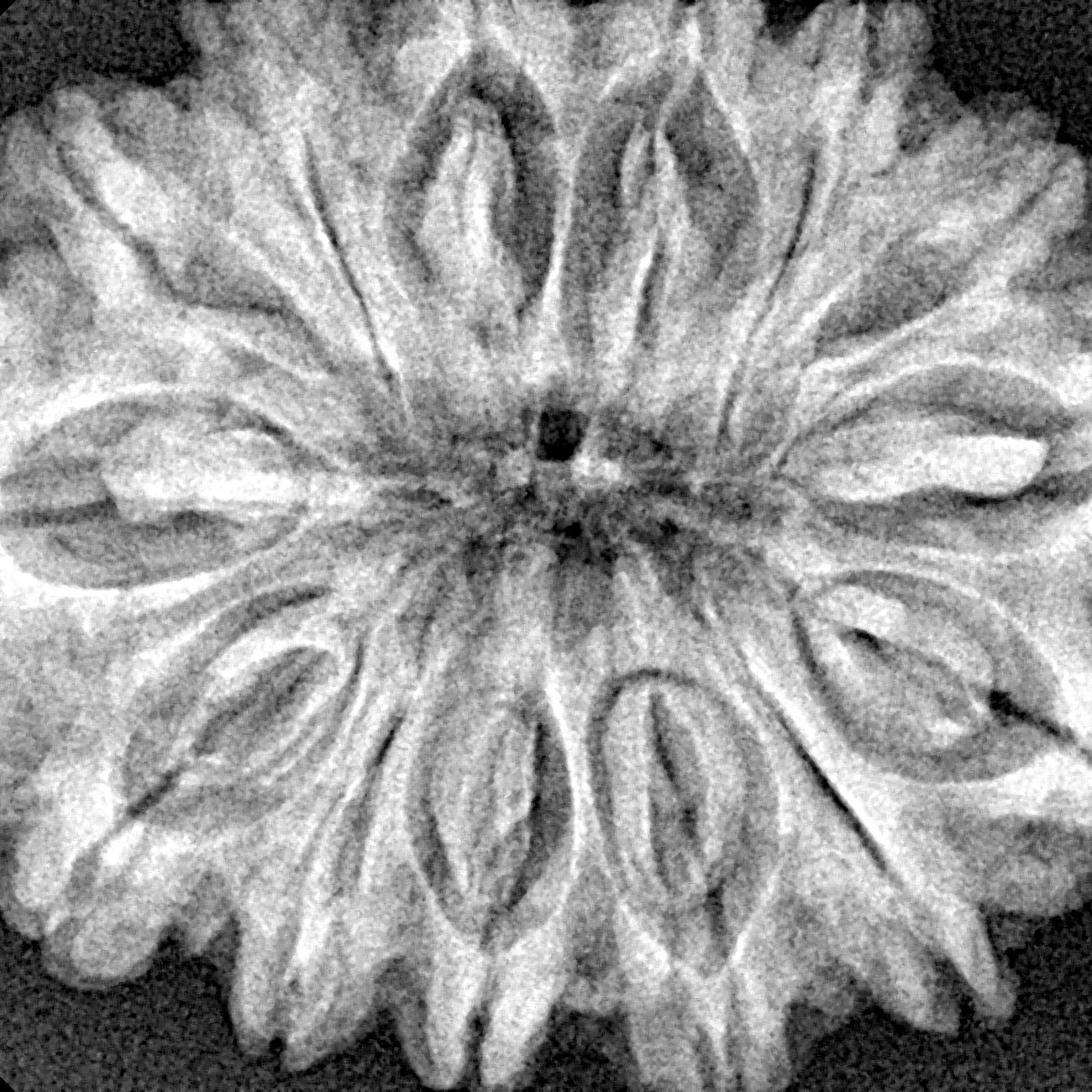 14 Mukhi Rudraksha 32.4mm 6.73gm - Xray