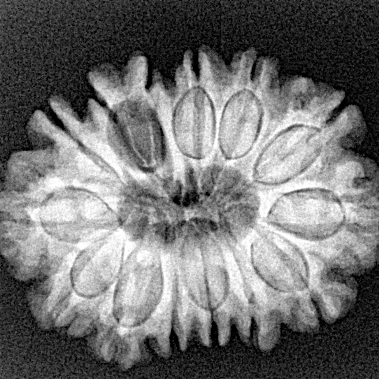 14 Mukhi Rudraksha 26.3mm 4.07gm - Xray