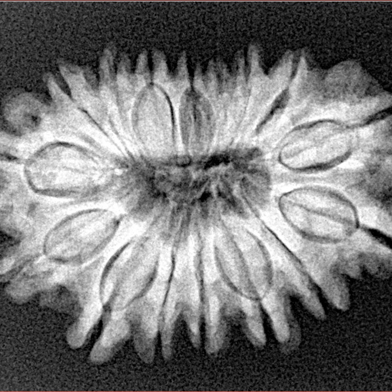 16 Mukhi Rudraksha 28.9mm 4.53gm - Xray