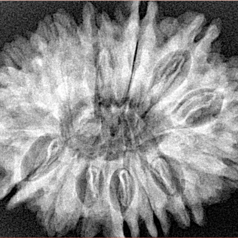 14 Mukhi Rudraksha 32mm 6.24gm - Xray