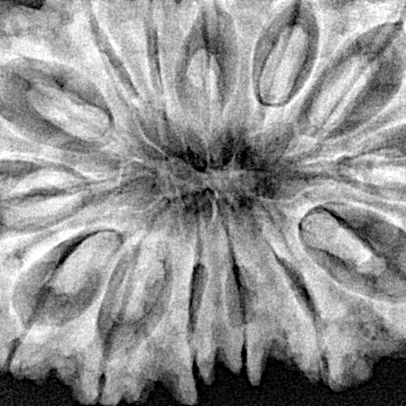 14 Mukhi Rudraksha 39.5mm 9.4gm - Xray