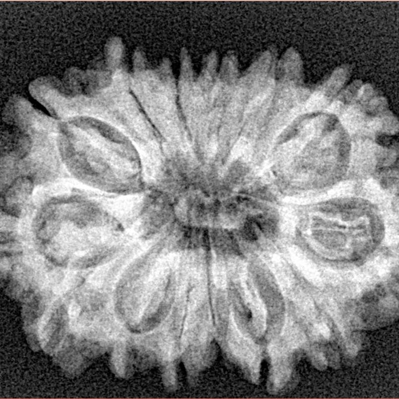 14 Mukhi Rudraksha 28.9mm 4.71gm - Xray