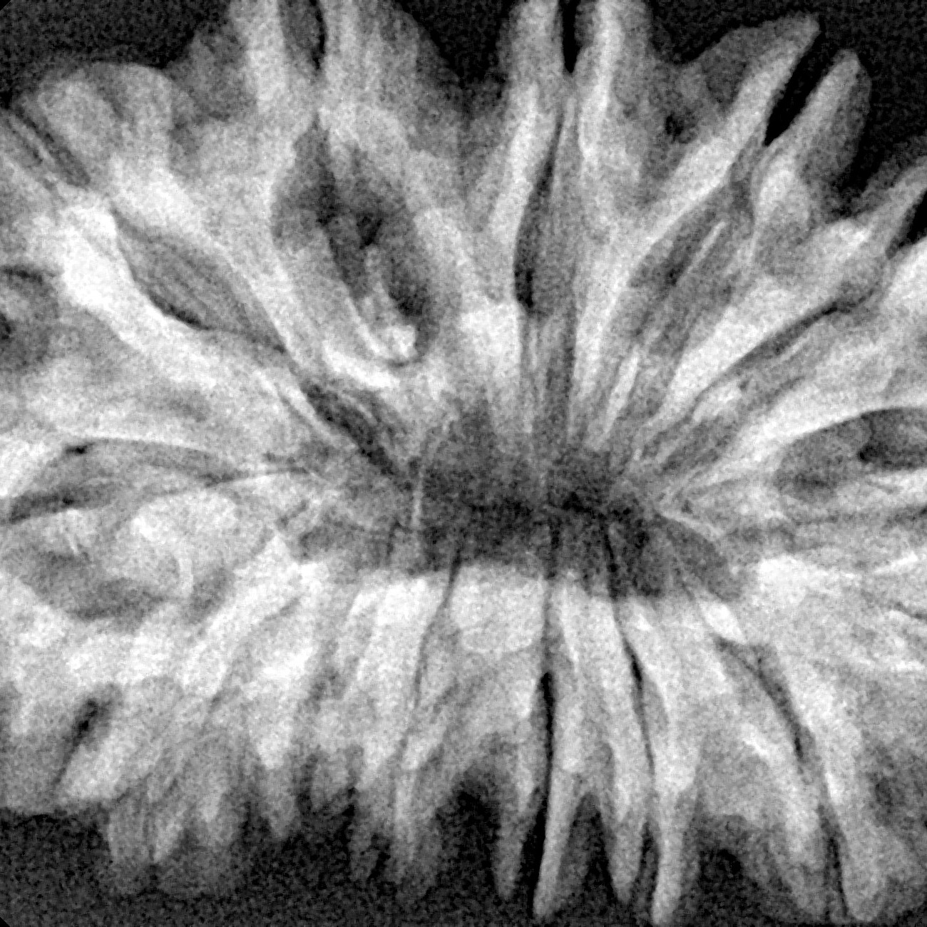 14 Mukhi Rudraksha 36.5mm 7.34gm - Xray