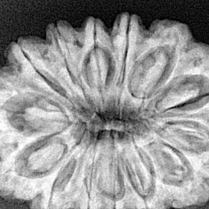 14 Mukhi Rudraksha 31.9mm 7.22gm - Xray