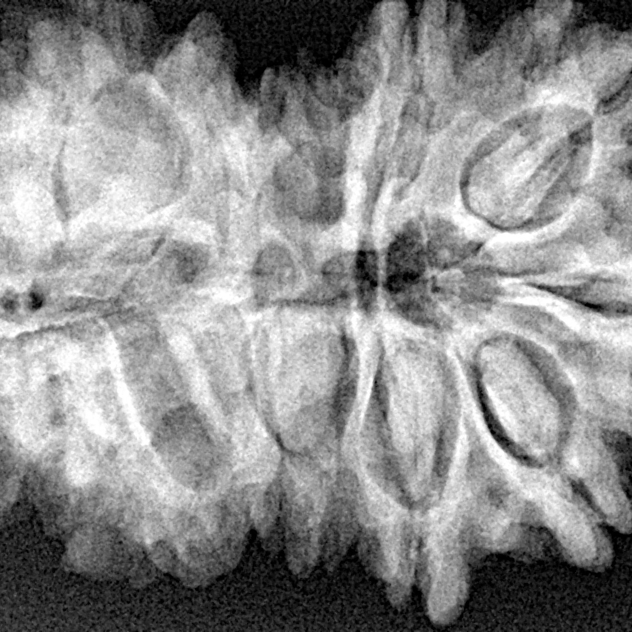 16 Mukhi Gaurishankar 35.2mm 7.19gm - Xray