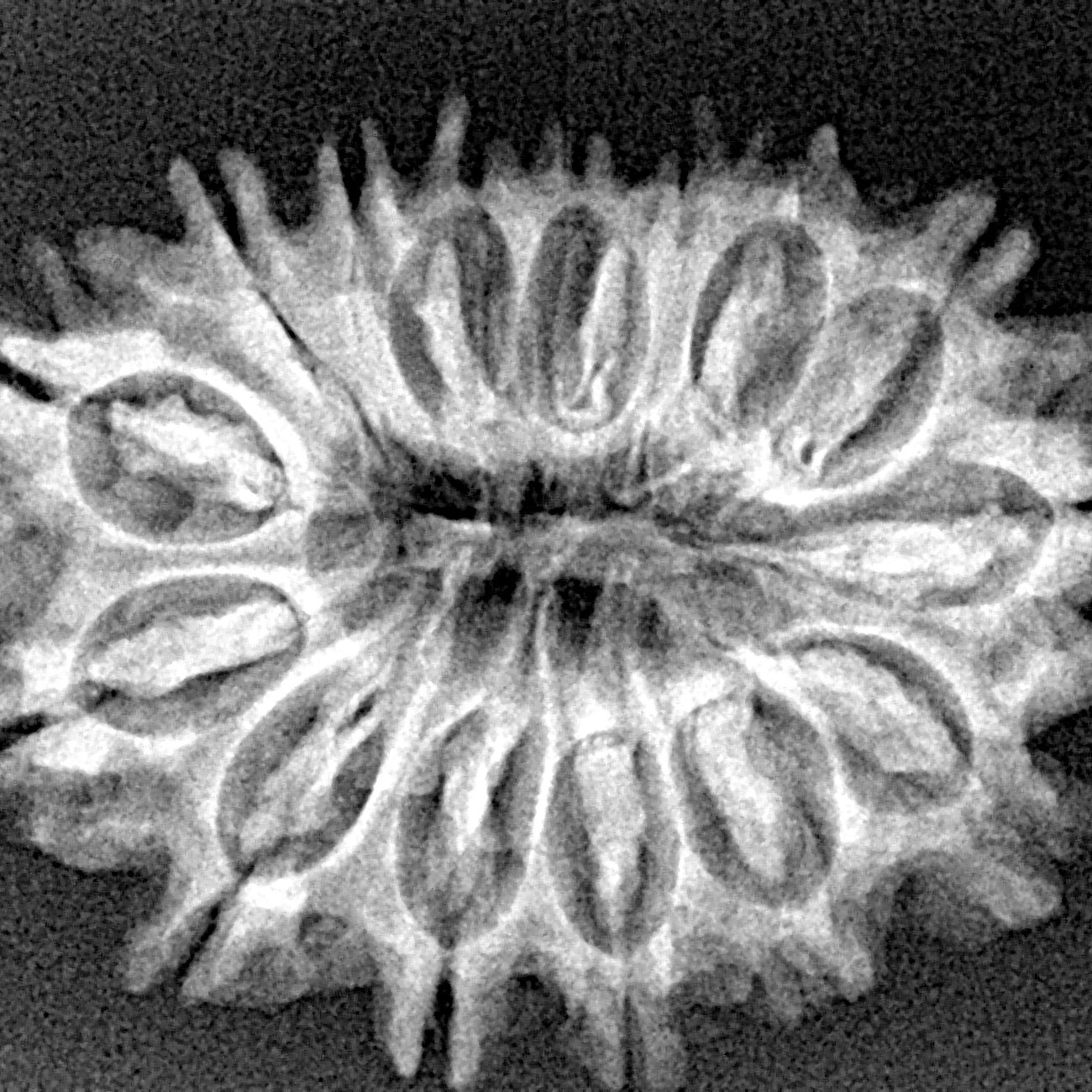 15 Mukhi Rudraksha 28.9mm 4gm - Xray