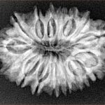 16 Mukhi Rudraksha 29.9mm 4.33gm - Xray