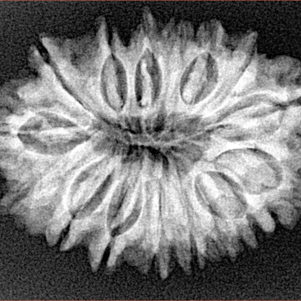 16 Mukhi Rudraksha 29.9mm 4.33gm - Xray