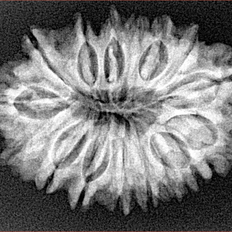 16 Mukhi Rudraksha 29.9mm 4.33gm - Xray