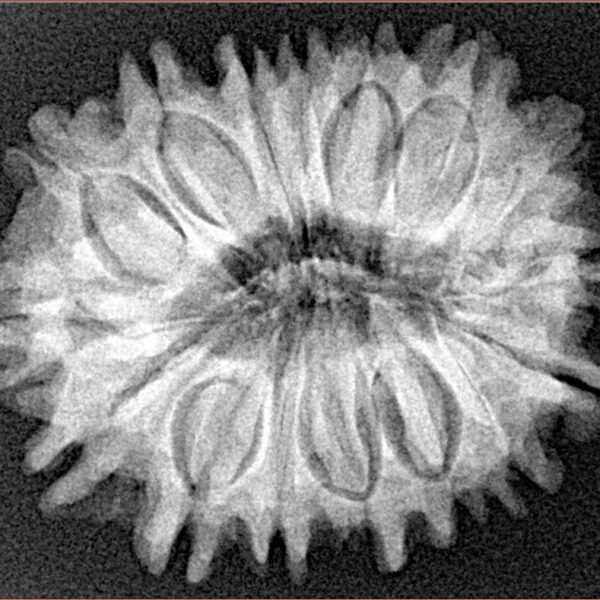 16 Mukhi Rudraksha 27.8mm 5gm - Xray