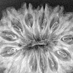 14 Mukhi Rudraksha 34.4mm 4.31gm - Xray