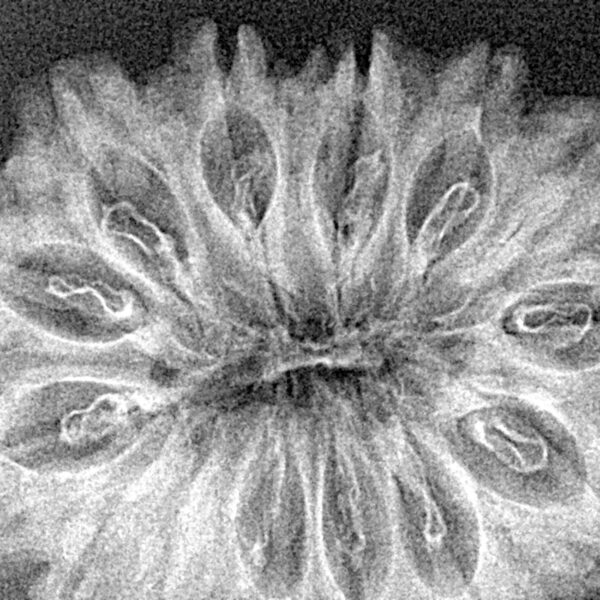 14 Mukhi Rudraksha 34.4mm 4.31gm - Xray