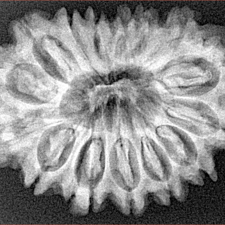 16 Mukhi Rudraksha 31.6mm 5.48gm - Xray