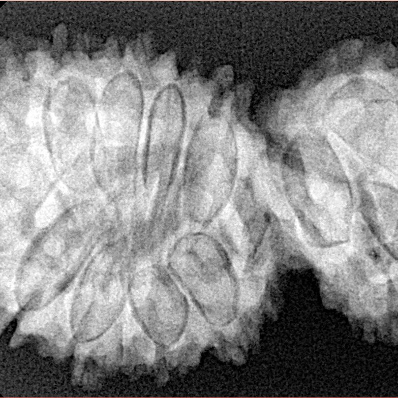 16 Mukhi Gaurishankar 38mm 6.83gm - Xray