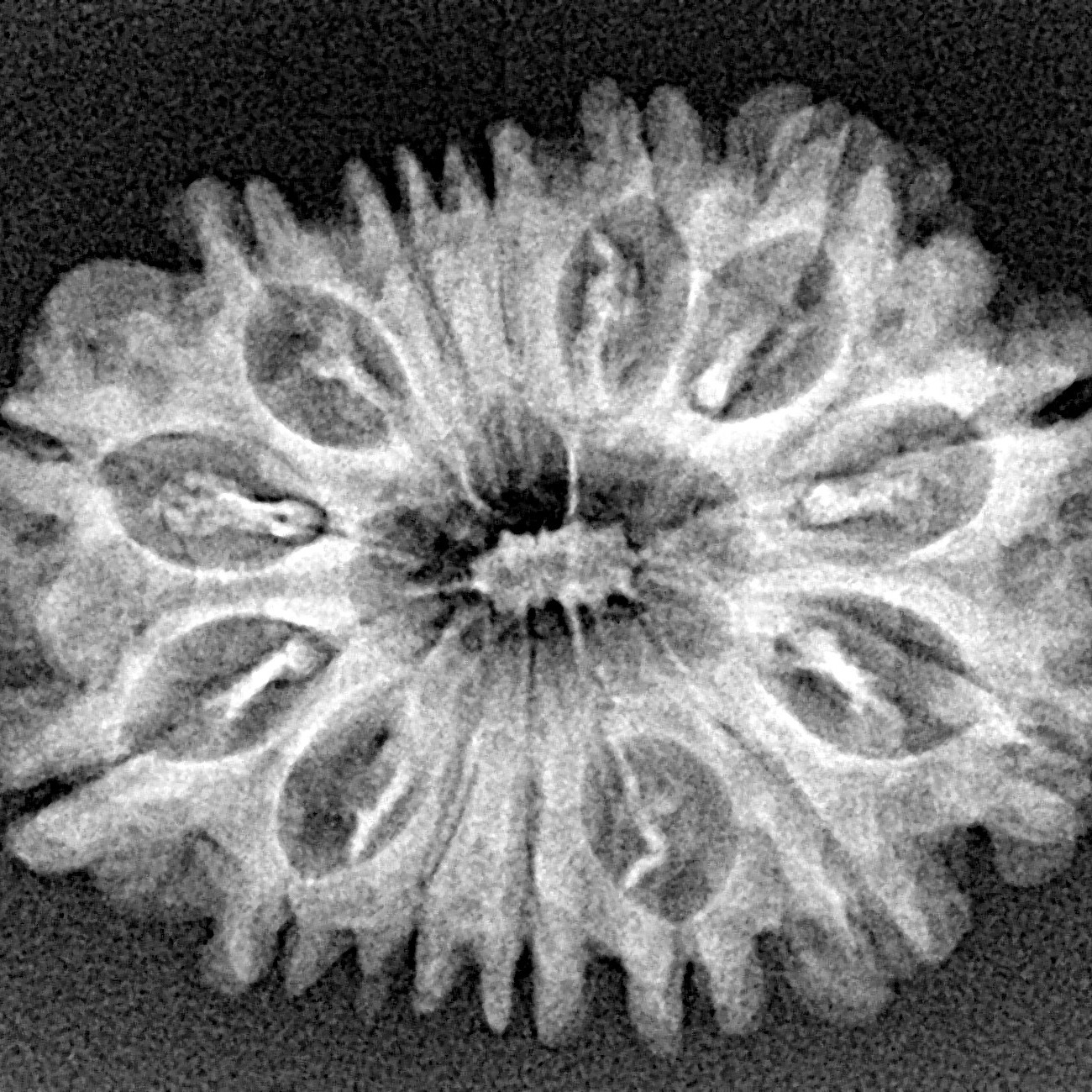 14 Mukhi Rudraksha 27.6mm 3.72gm - Xray