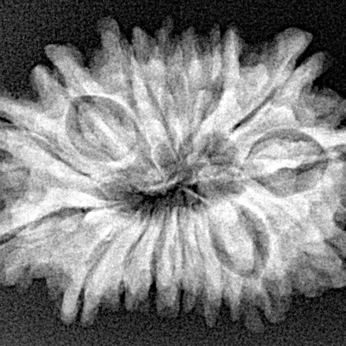 15 Mukhi Rudraksha 27.1mm 3.94gm - Xray