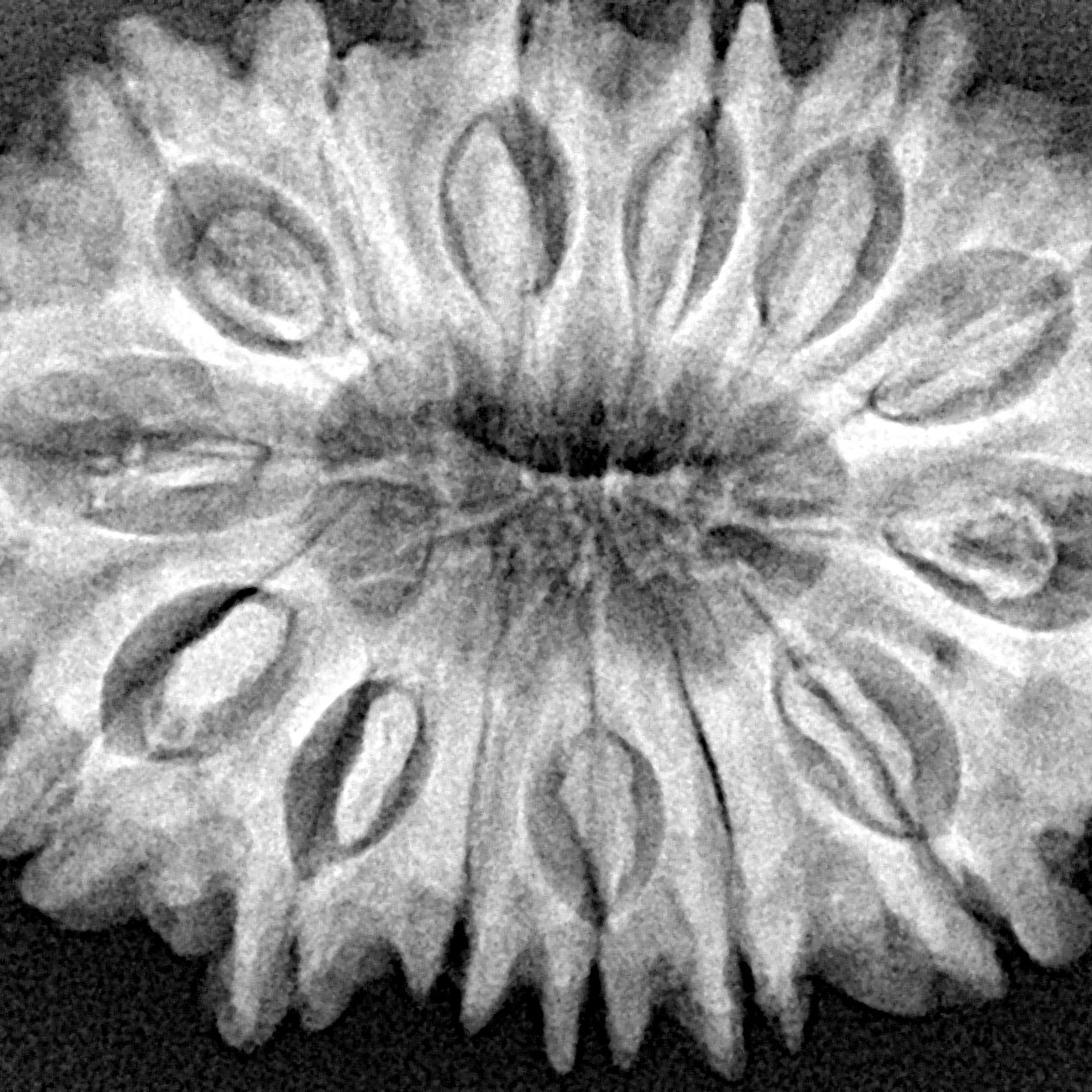 14 Mukhi Rudraksha 34.1mm 7.23gm - Xray