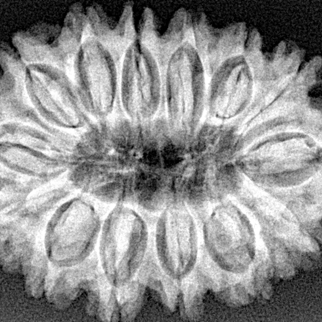 14 Mukhi Rudraksha 32.7mm 5.83gm - Xray