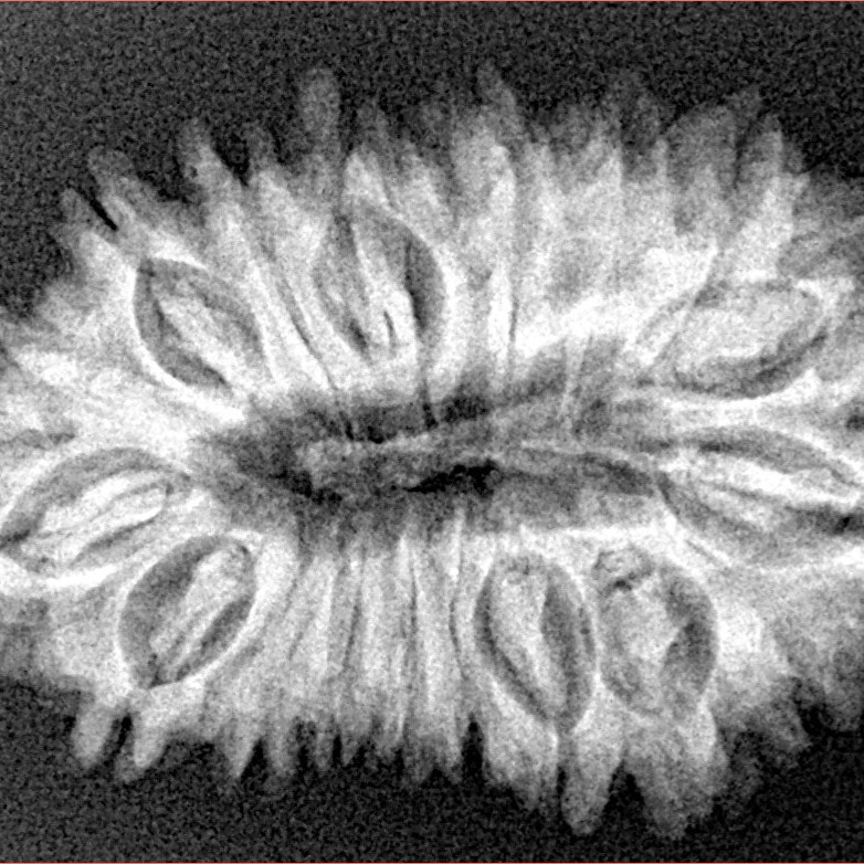 18 Mukhi Rudraksha 31.5mm 4.86gm - Xray