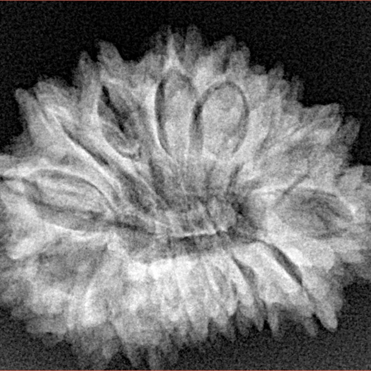 16 Mukhi Rudraksha 27.2mm 4.24gm - Xray