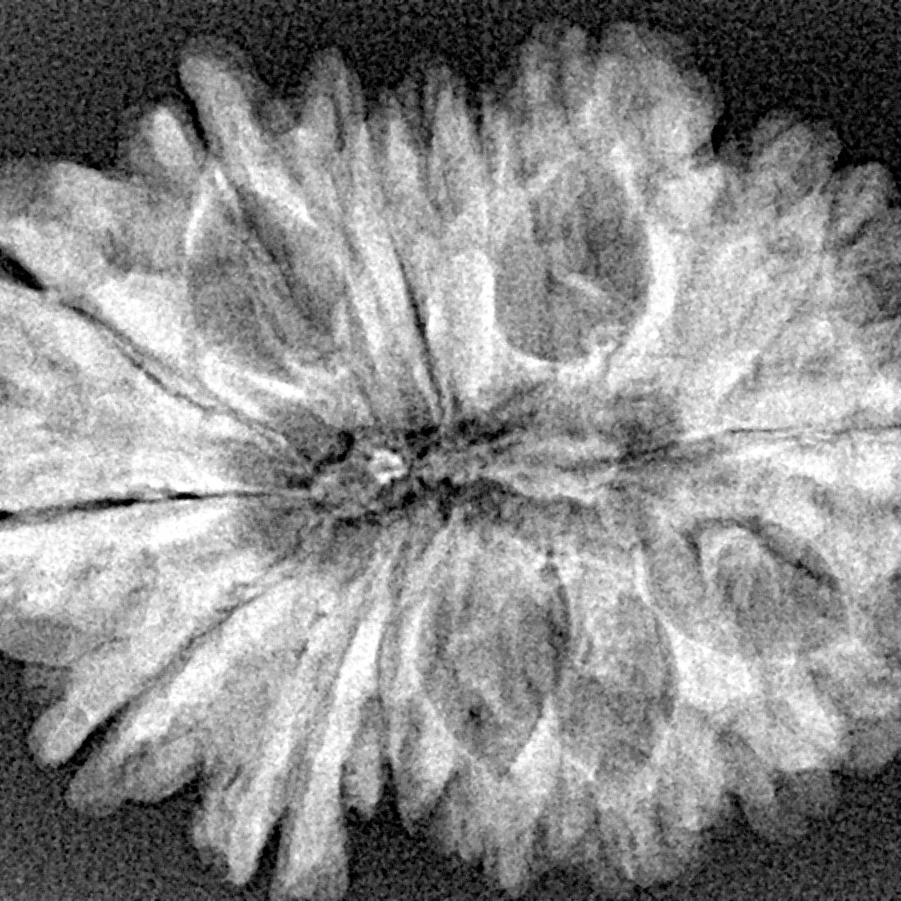 15 Mukhi Rudraksha 30.7mm 4.26gm - Xray
