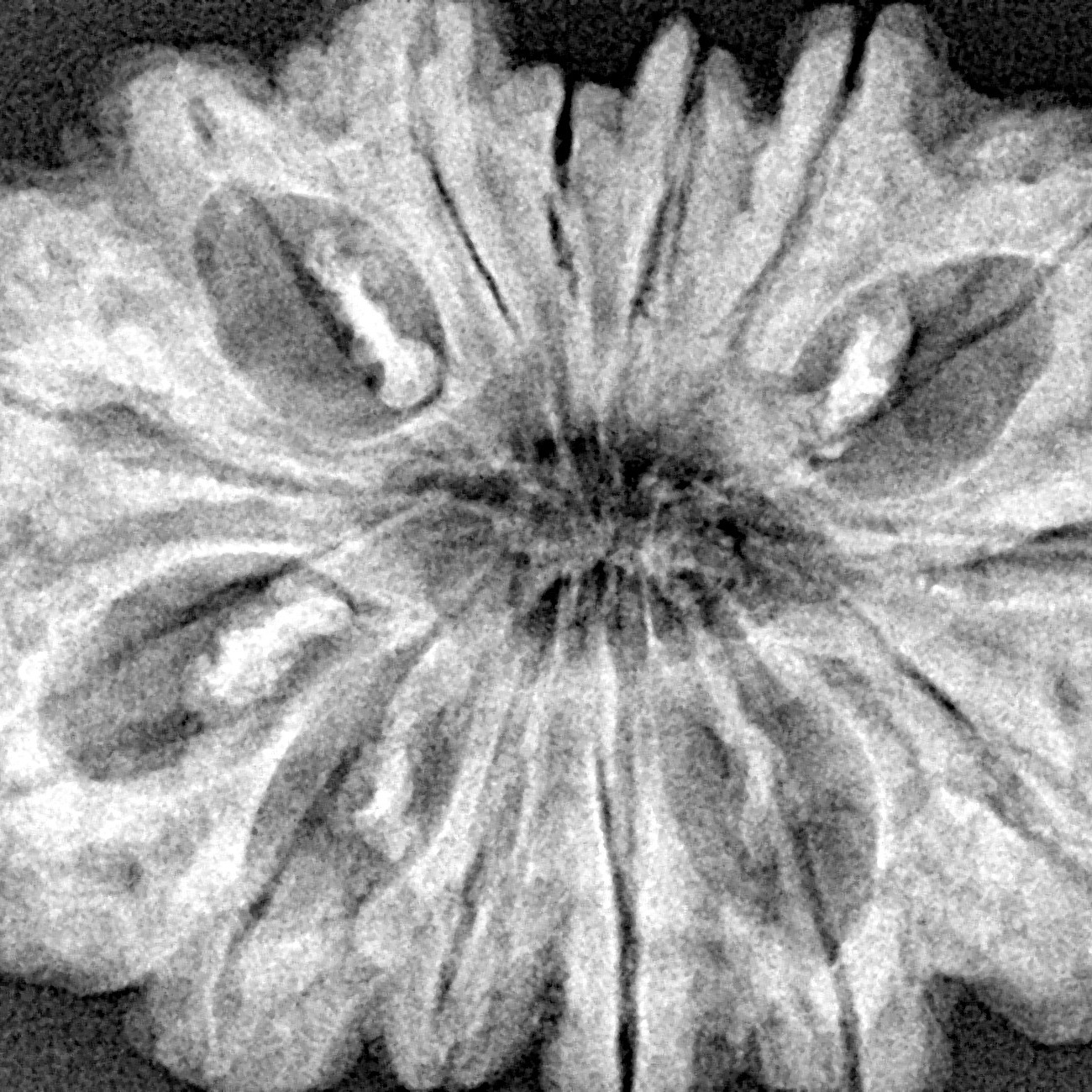 14 Mukhi Rudraksha 33mm 6.46gm - Xray