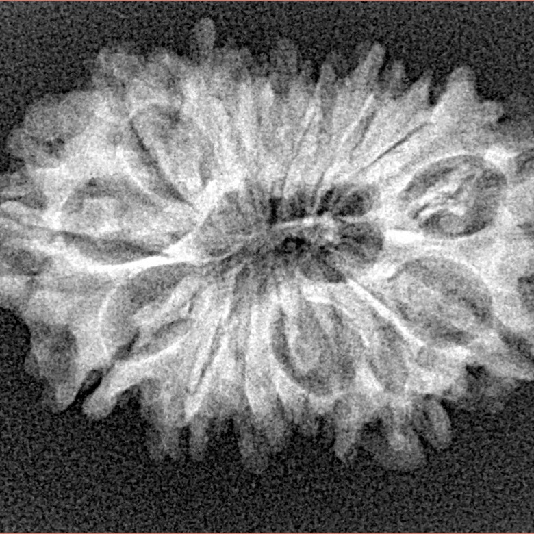 14 Mukhi Rudraksha 28.6mm 3.45gm - Xray