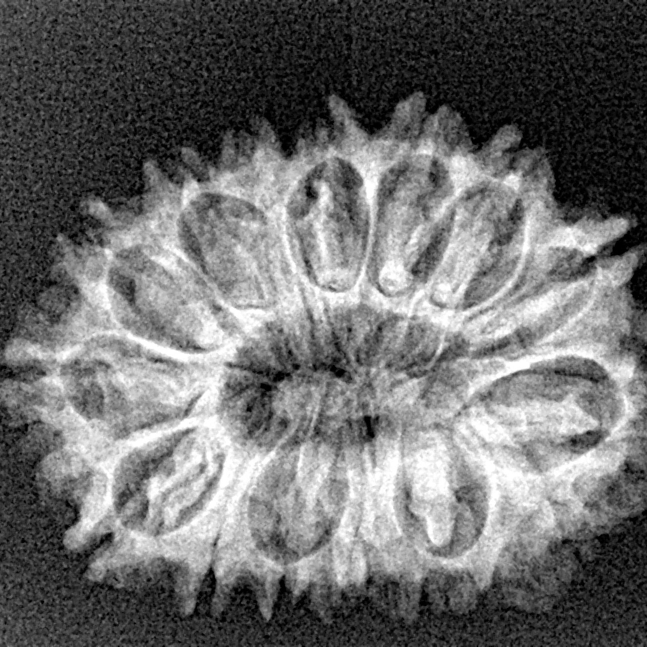 16 Mukhi Rudraksha 26.6mm 3.2gm - Xray