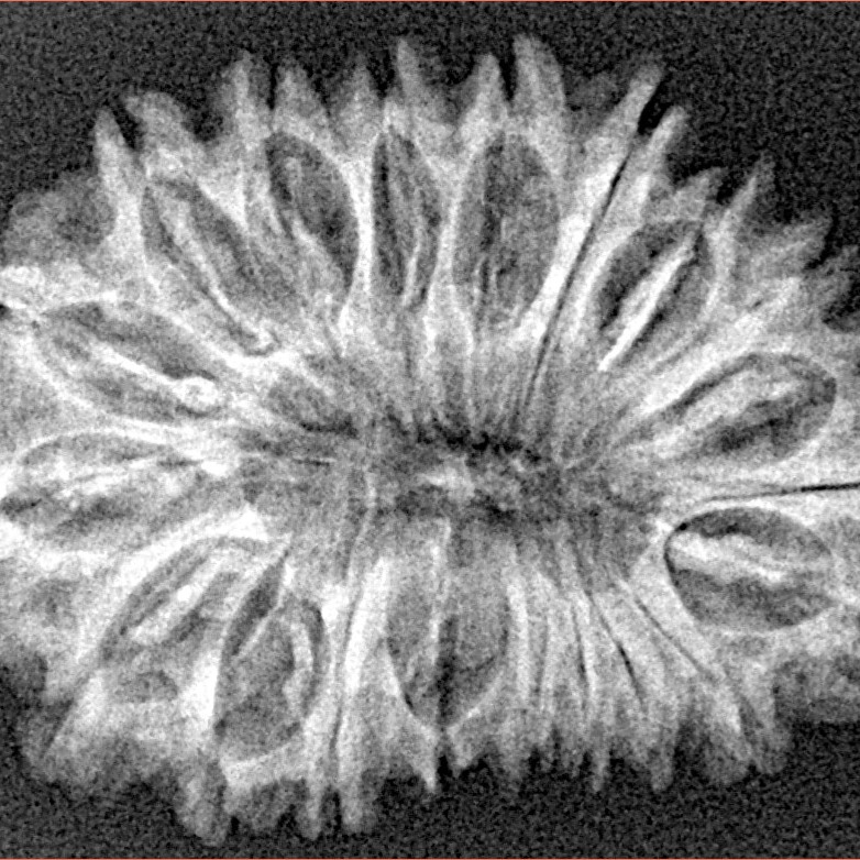 20 Mukhi Rudraksha 31.2mm 4.42gm - Xray