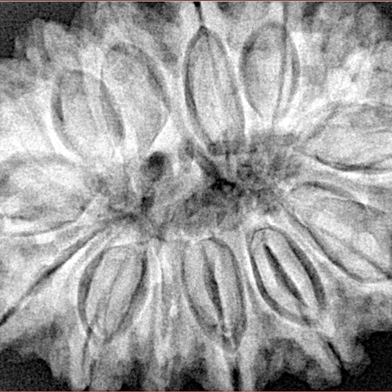 14 Mukhi Rudraksha 35.8mm 9gm - Xray