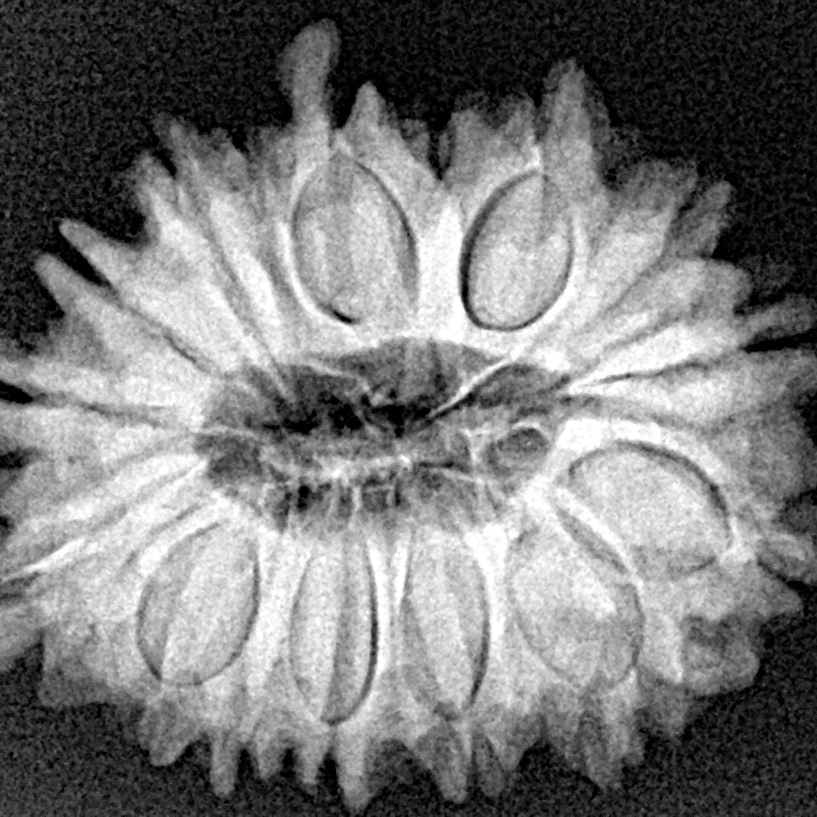 16 Mukhi Rudraksha 25.3mm 4gm - Xray