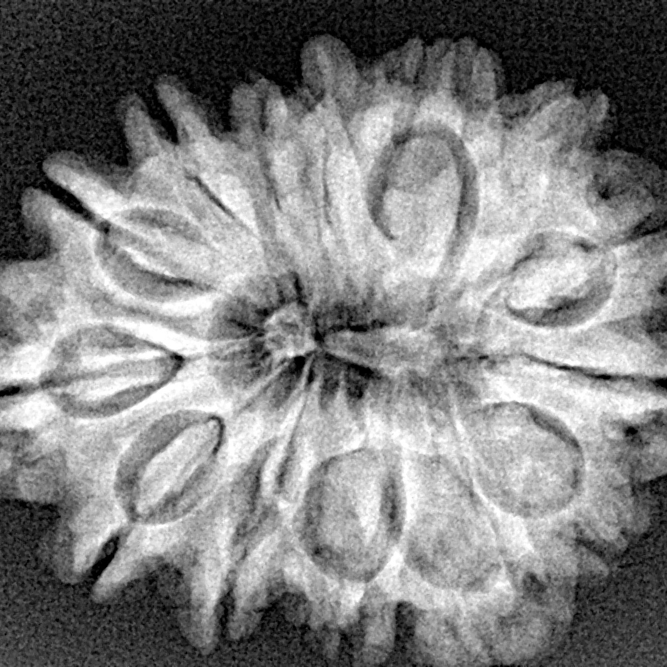 14 Mukhi Rudraksha 29.4mm 4.91gm - Xray
