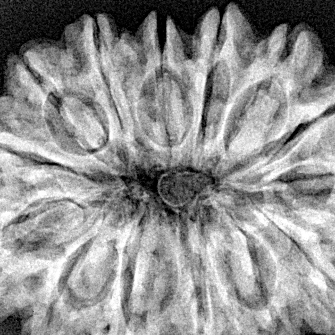 14 Mukhi Rudraksha 33.5mm 7.71gm - Xray