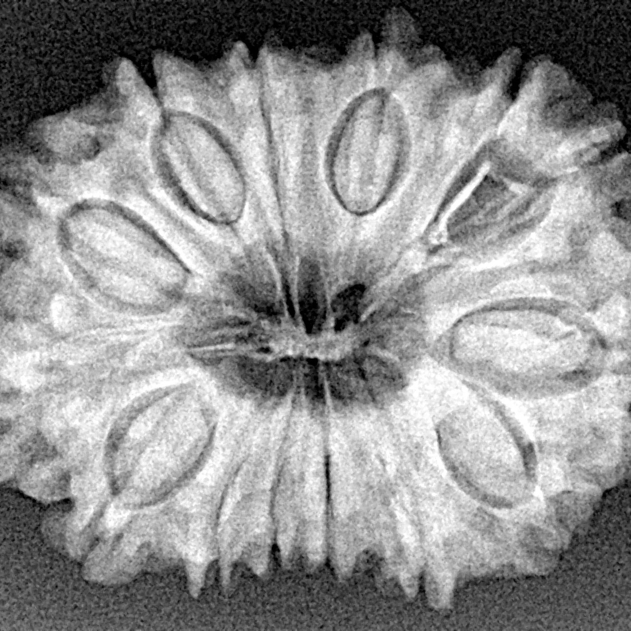 14 Mukhi Rudraksha 30mm 5.36gm - Xray