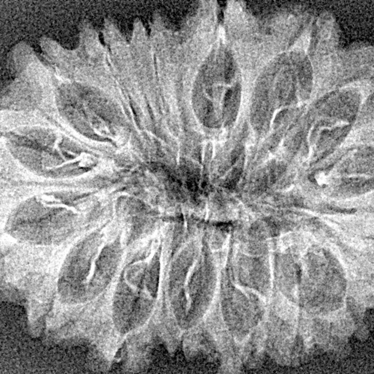 16 Mukhi Rudraksha 33.6mm 3.28gm - Xray