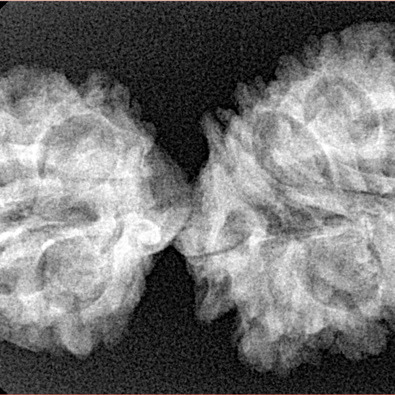 16 Mukhi Gaurishankar 37.8mm 5.25gm - Xray