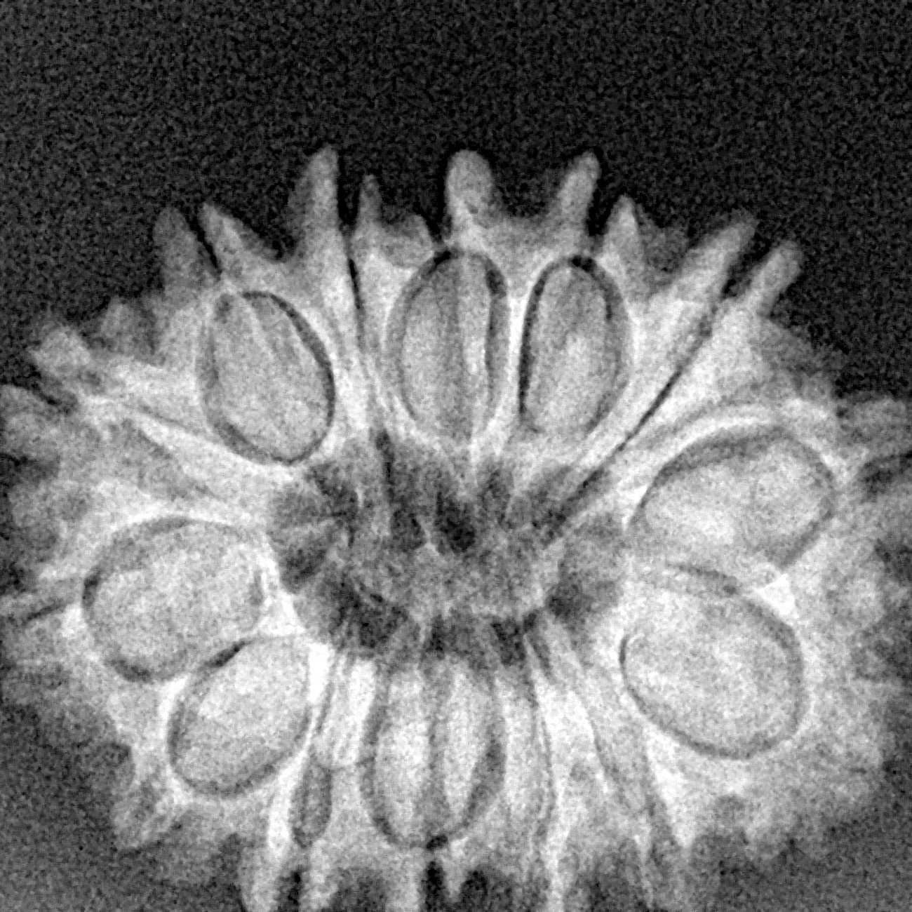 14 Mukhi Rudraksha 26.5mm 4gm - Xray