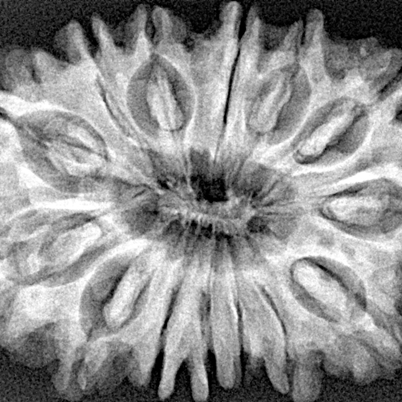 14 Mukhi Rudraksha 33.3mm 6.41gm - Xray