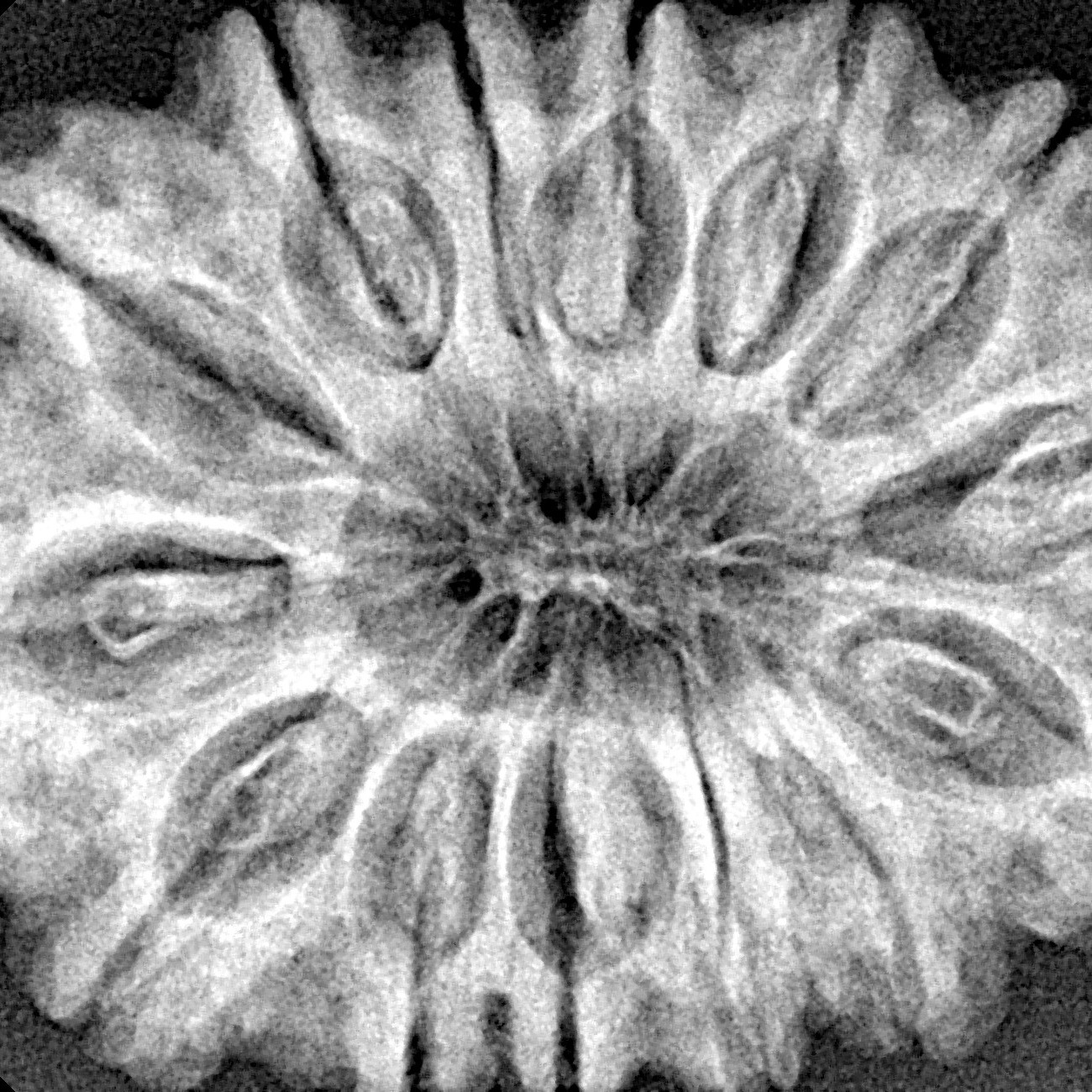 14 Mukhi Rudraksha 34.1mm 7.36gm - Xray