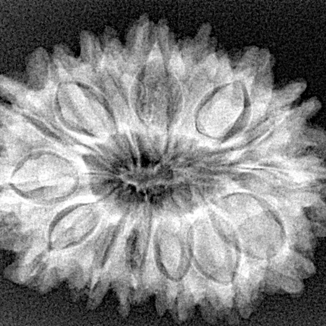 15 Mukhi Rudraksha 29.1mm 4.83gm - Xray