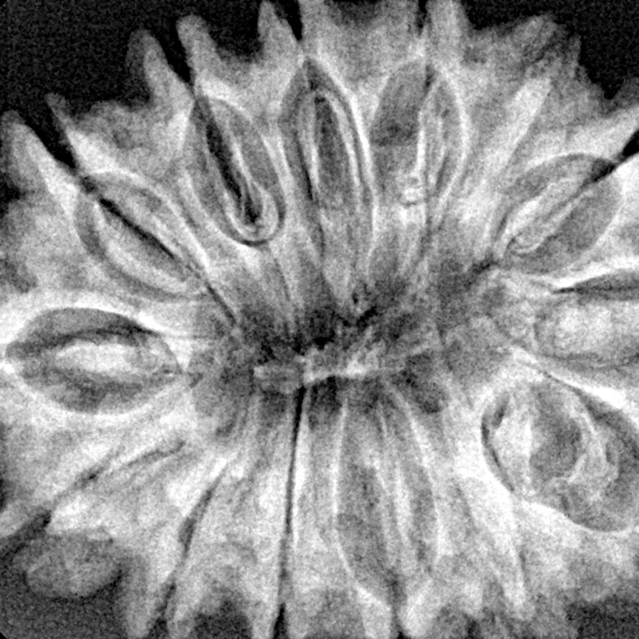 14 Mukhi Rudraksha 34.4mm 6.73gm - Xray