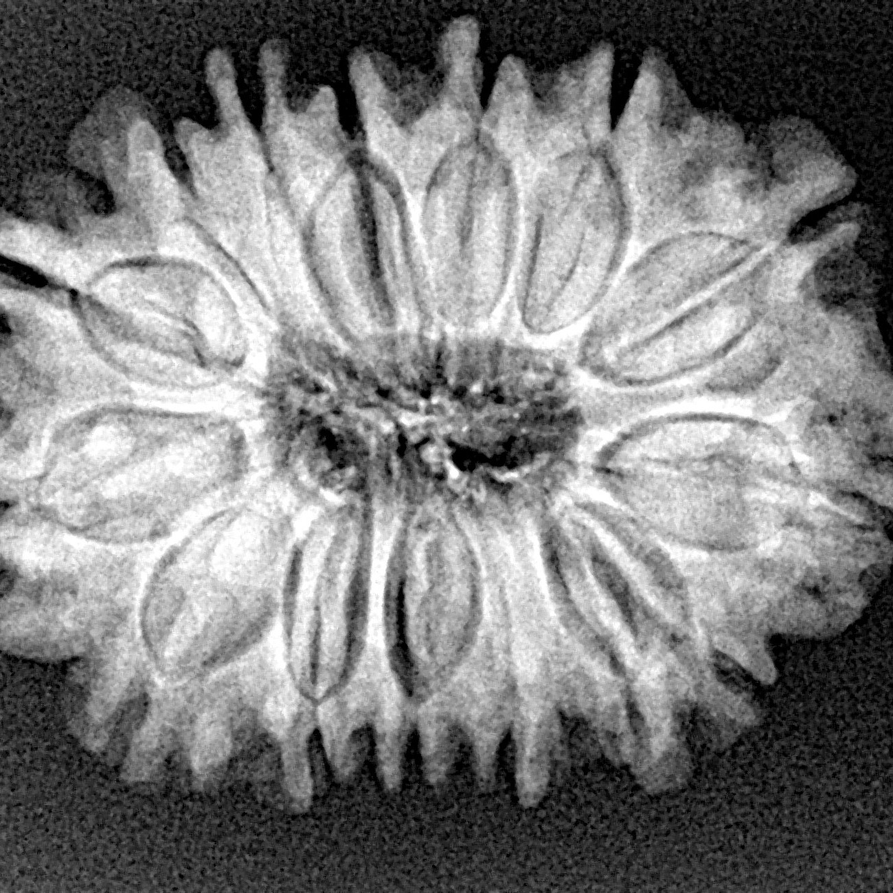 15 Mukhi Rudraksha 28.4mm 4.63gm - Xray