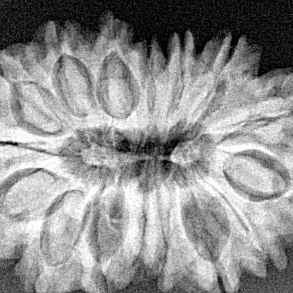 16 Mukhi Rudraksha 30.4mm 5.35gm - Xray