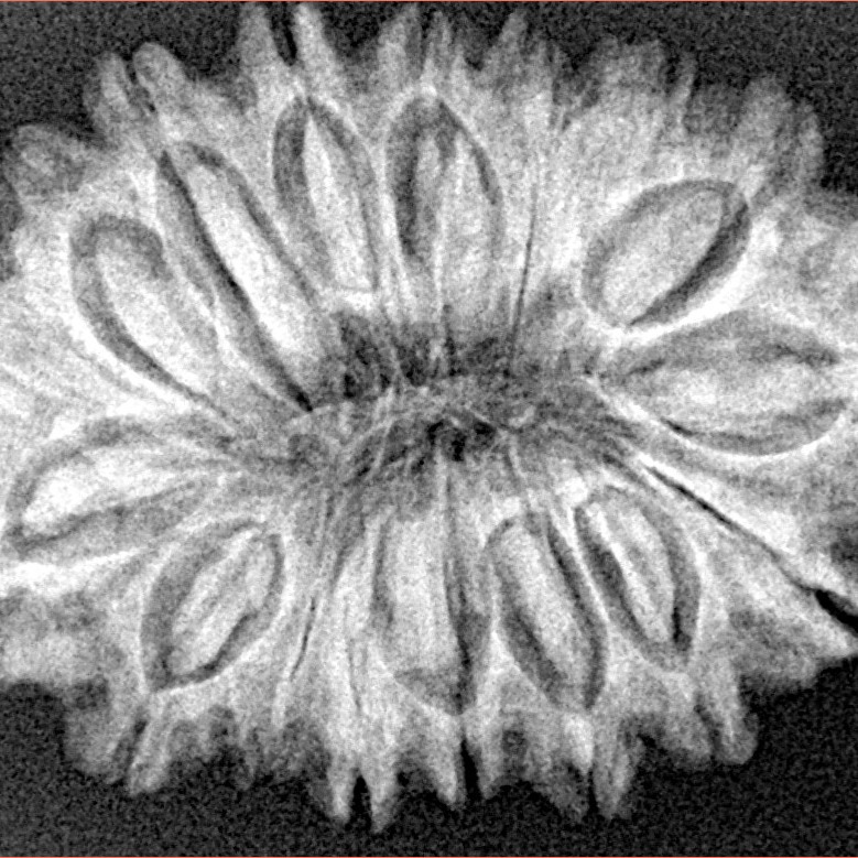 17 Mukhi Rudraksha 31.3mm 5.22gm - Xray