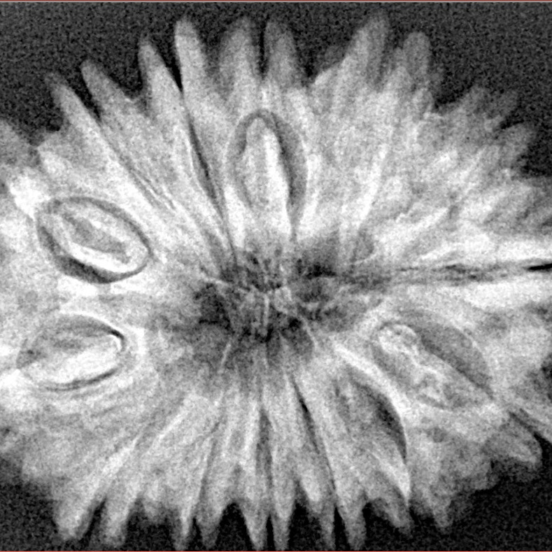 14 Mukhi Rudraksha 31.8mm 5.91gm - Xray