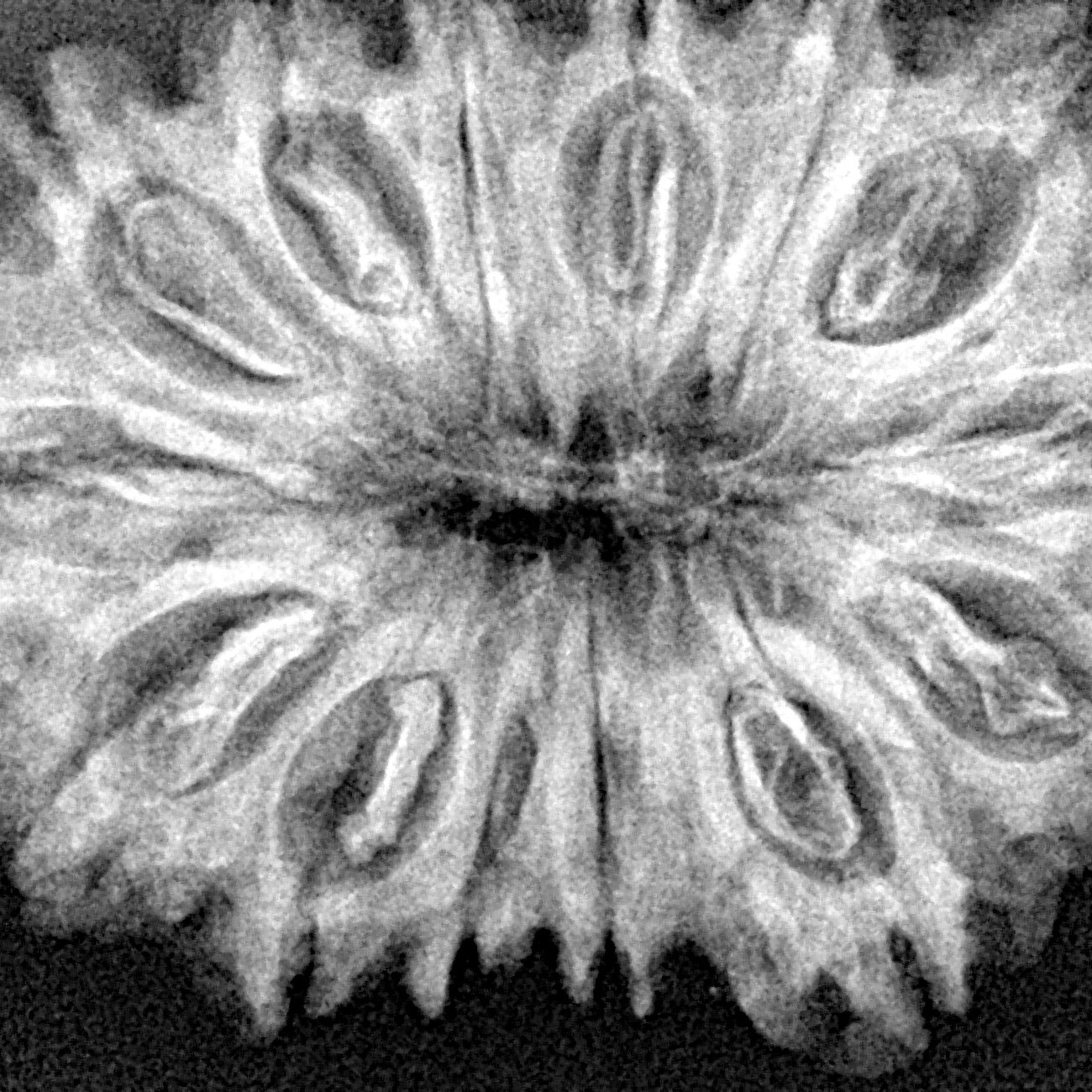 14 Mukhi Rudraksha 35.3mm 6.1gm - Xray