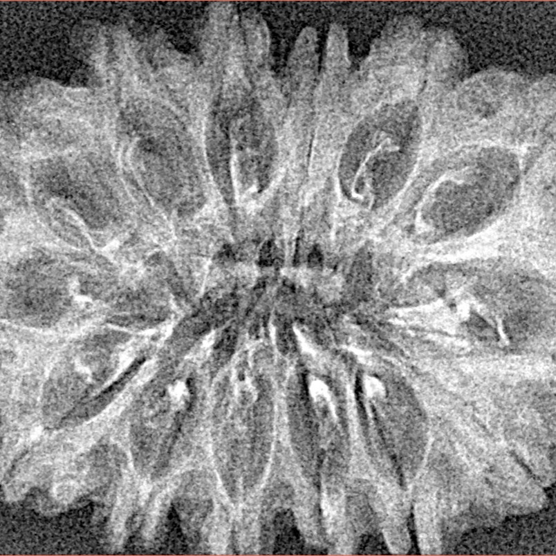 14 Mukhi Rudraksha 33.5mm 3.18gm - Xray