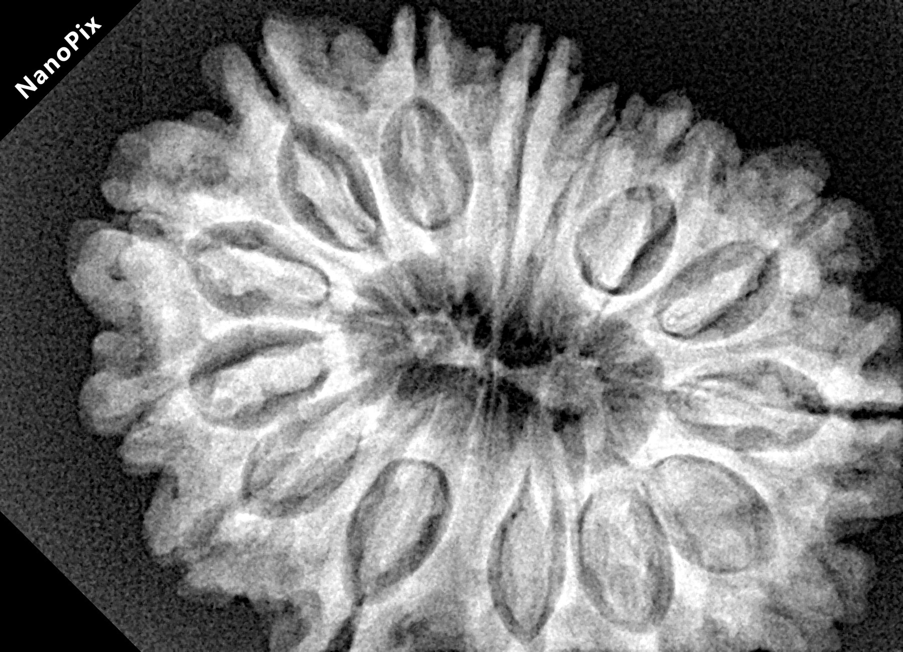 14 Mukhi Rudraksha 33.7mm 7.11gm - Xray